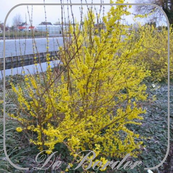 Forsythia intermedia 'Lynwood'