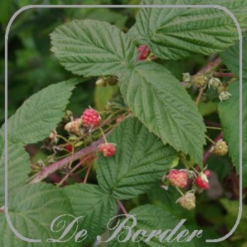 Framboos 'Autumn Bliss'