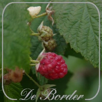 Framboos 'Autumn Bliss'