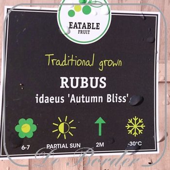 Framboos 'Autumn Bliss'