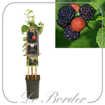 framboos-black-jewel-140.jpg Framboos 'Black Jewel'