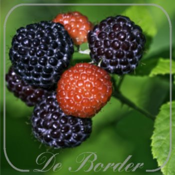 Framboos 'Black Jewel'