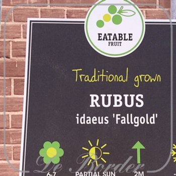 Framboos 'Fallgold'