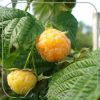 Framboos 'Fallgold'
