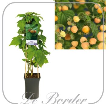 framboos-golden-bliss-279 Framboos 'Golden Bliss'