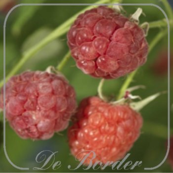 framboos-malling-promise-941 Framboos 'Malling Promise'