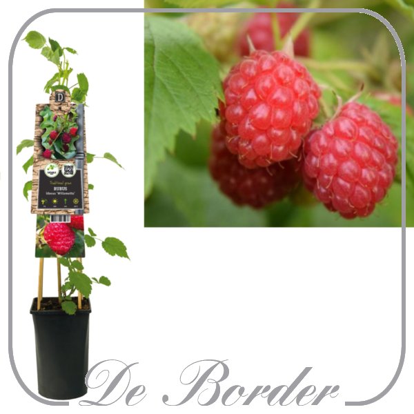Framboos 'Willamette'
