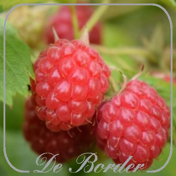 Framboos 'Willamette'