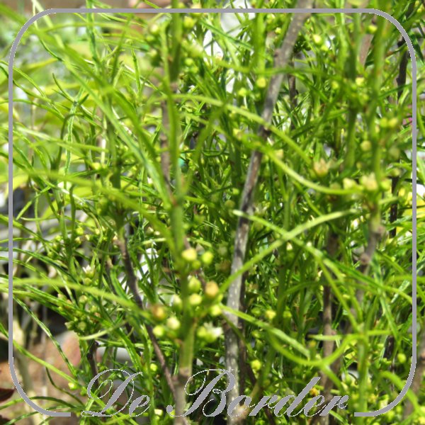 Frangula alnus 'Fine Line'