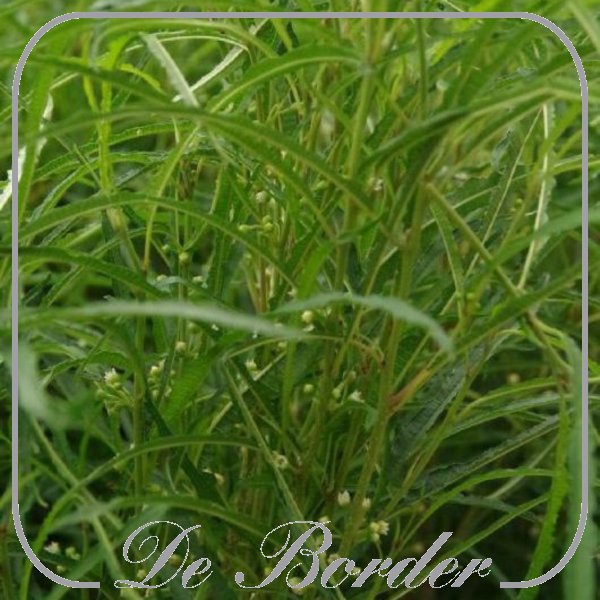 Frangula alnus 'Fine Line'