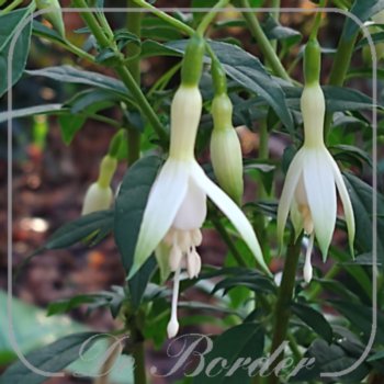 Fuchsia magellanica 'Alba' --