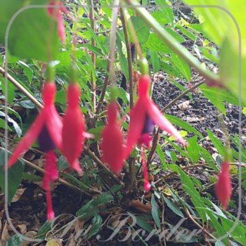 fuchsia-regia-subsp-reitzii-535 Fuchsia regia subsp. reitzii