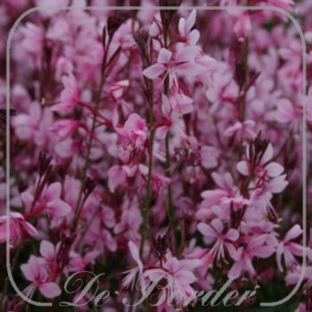 Gaura lindheimeri 'Baby Butterfly' --