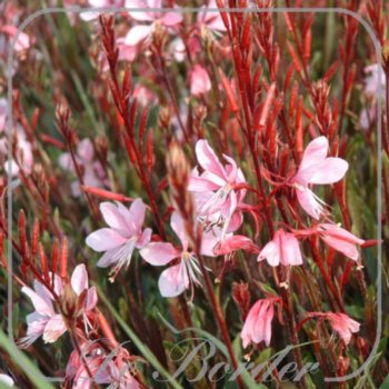 Gaura lindheimeri 'Cherry Brandy'