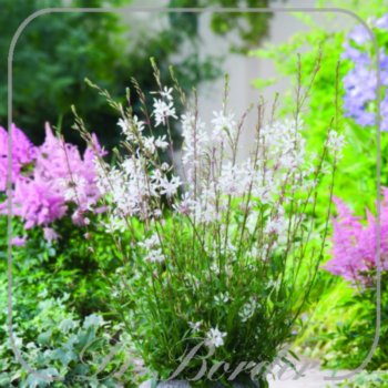 gaura-lindheimeri-elurra-920 Gaura lindheimeri 'Elurra'