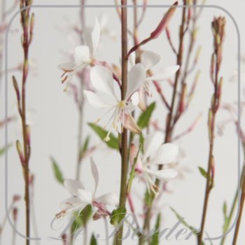 gaura-lindheimeri-elurra-922 Gaura lindheimeri 'Elurra'
