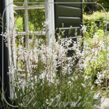 gaura-lindheimeri-elurra-924 Gaura lindheimeri 'Elurra'