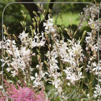 Gaura lindheimeri 'Elurra'