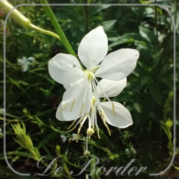 Gaura lindheimeri 'Snowbird'