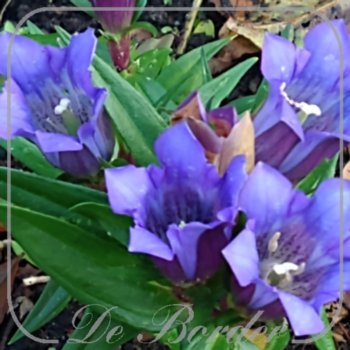 Gentiana 'True Blue'