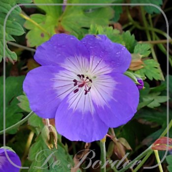 Geranium 'Azure Rush'
