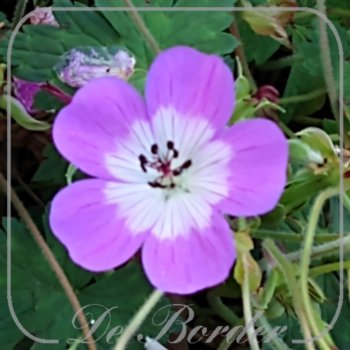 Geranium 'BloomTime'