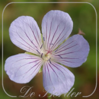 Geranium 'Blue Cloud'