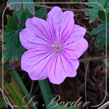 Geranium 'Blushing Turtle'