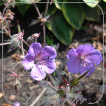 Geranium 'Boom Chocolatta'