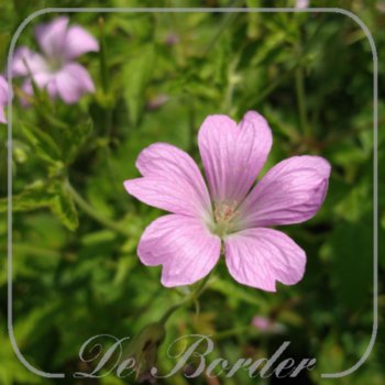 Geranium endressii