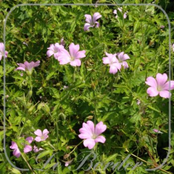 Geranium endressii