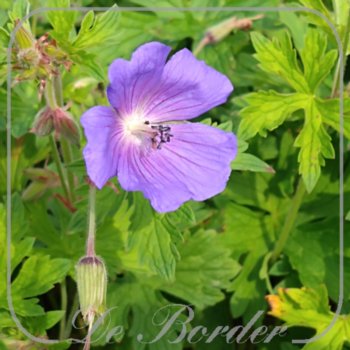 Geranium himalayense 'Baby Blue'