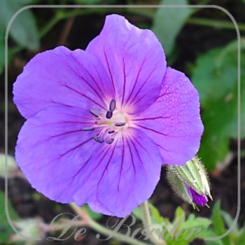 Geranium 'Orion'