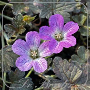 Geranium 'Orkney Cherry'