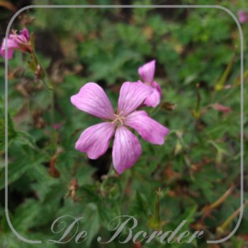 geranium-oxonianum-betty-catchpole-189 Geranium oxonianum 'Betty Catchpole'