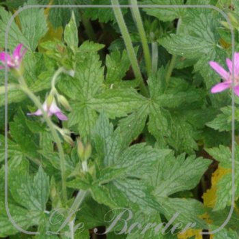 geranium-oxonianum-david-mcclintock--474 Geranium oxonianum 'David McClintock' --