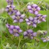 Geranium phaeum 'Censation Kora'