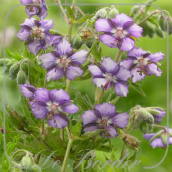 Geranium phaeum 'Censation Kora'