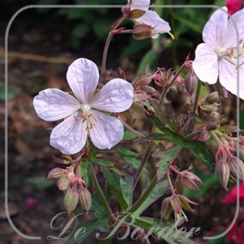geranium-pratense-marshmallow-058 Geranium pratense 'Marshmallow'