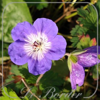 Geranium 'Rozanne'