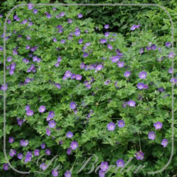 geranium-rozanne-maat-xxl-(pot-3l)-172 Geranium 'Rozanne'