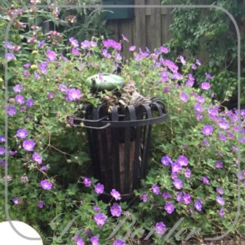 geranium-rozanne-maat-xxl-(pot-3l)-819 Geranium 'Rozanne'