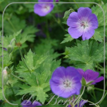 geranium-rozanne-maat-xxl-(pot-3l)-858 Geranium 'Rozanne'