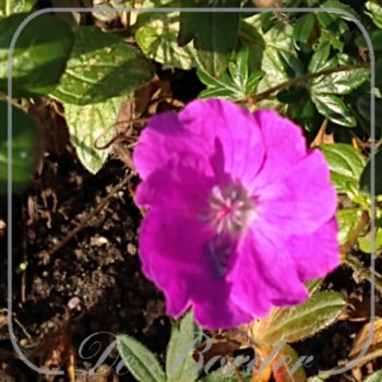 geranium-sanguineum-alan-bloom-182 Geranium sanguineum 'Bloger' --