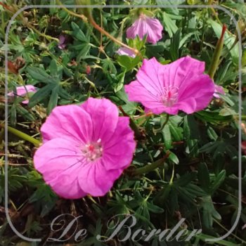 Geranium sanguineum 'Ankum's Pride'