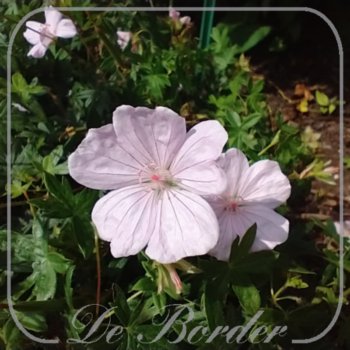 geranium-sanguineum-pink-summer-541 Geranium sanguineum 'Pink Summer'