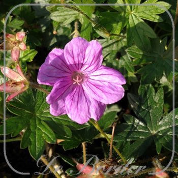 geranium-sanguineum-shooting-star-120 Geranium sanguineum 'Shooting Star'