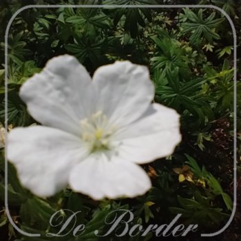 Geranium sanguineum 'Snowflake'