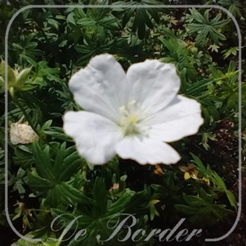 Geranium sanguineum 'Snowflake'