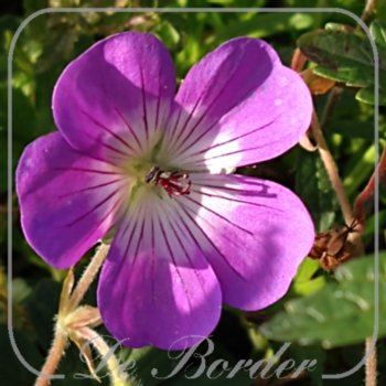 Geranium 'Sylvia's Surprise'